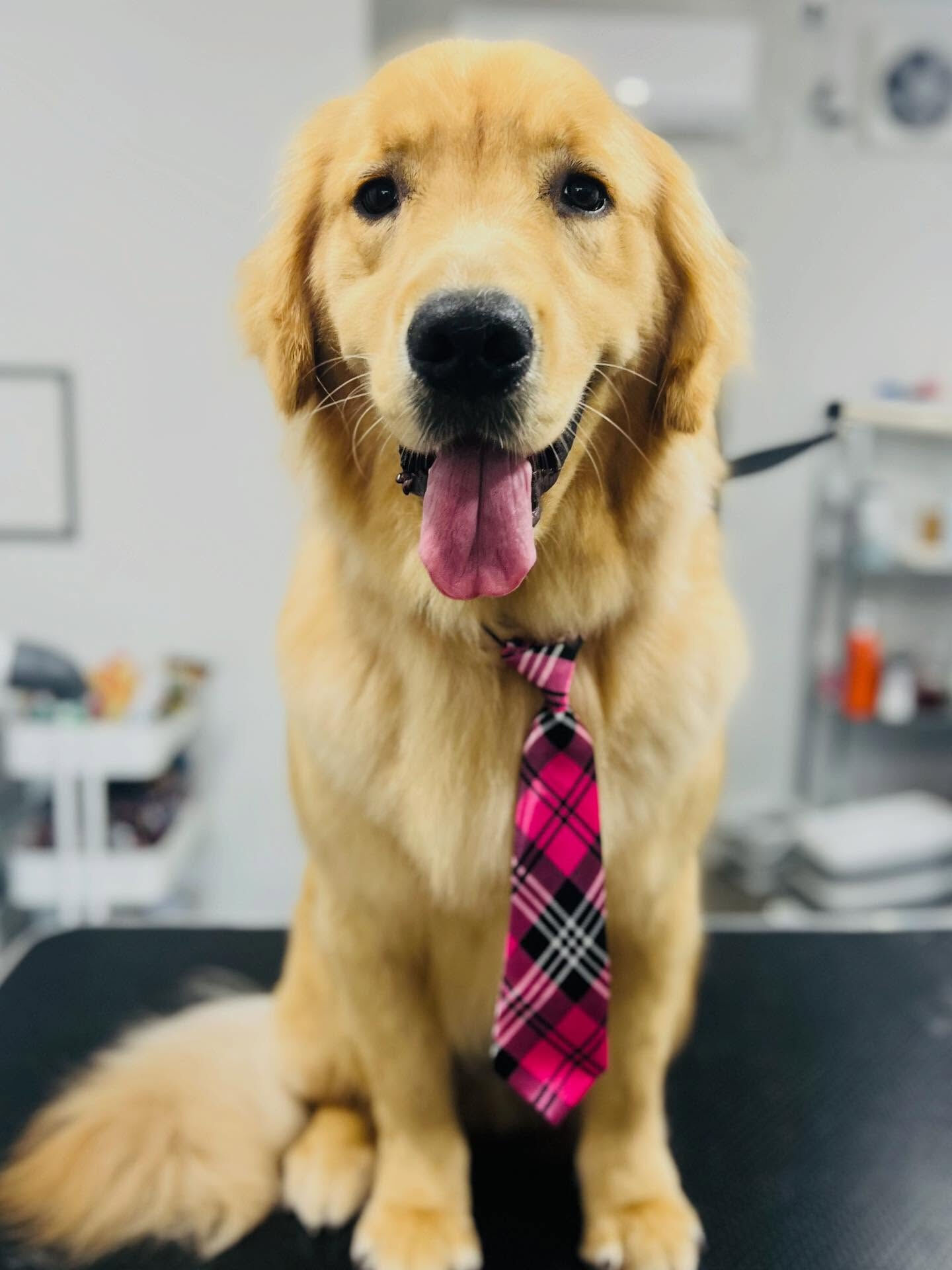 ご来店いただいたりくくんです🐶✨