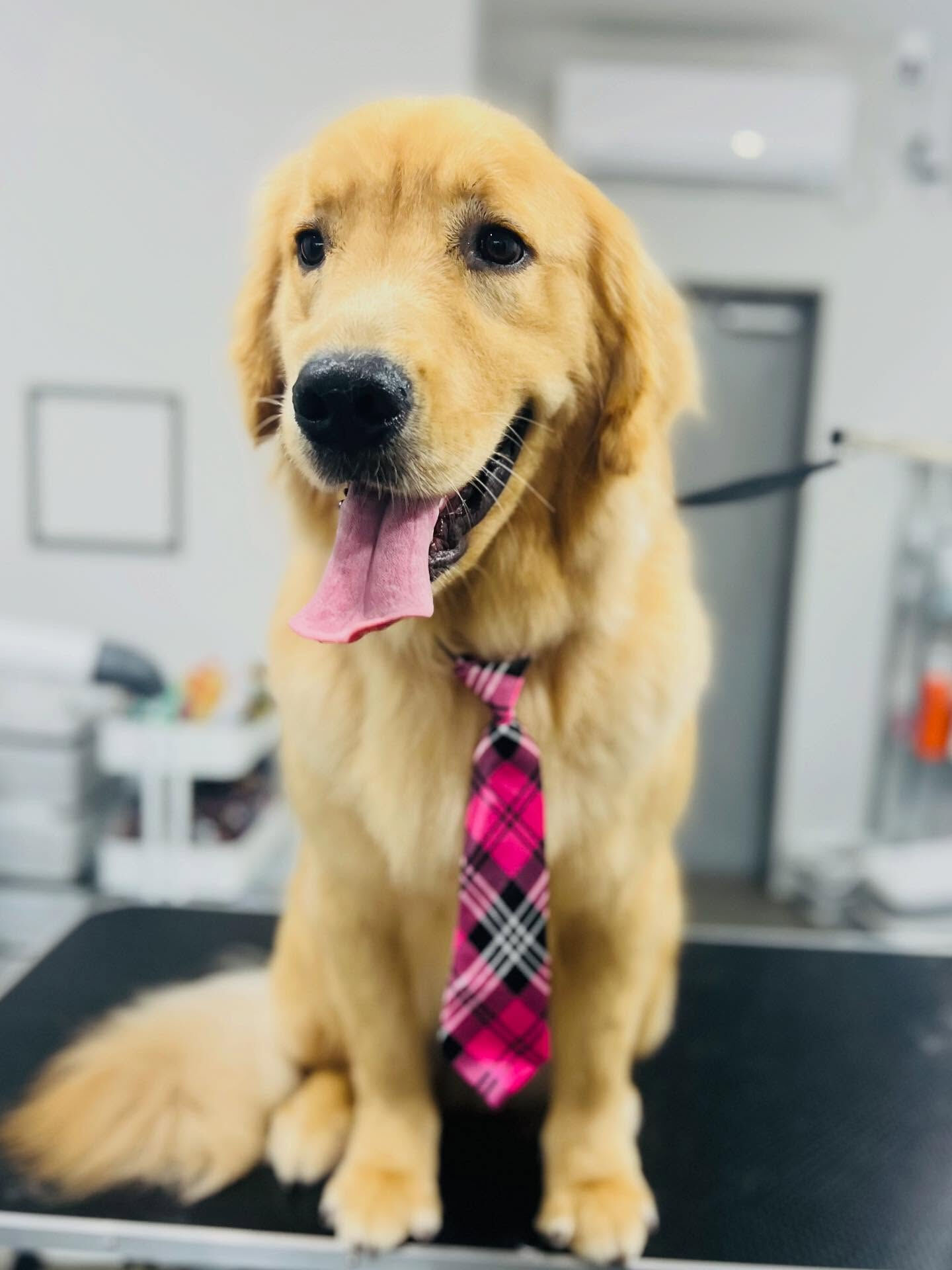 ご来店いただいたりくくんです🐶✨