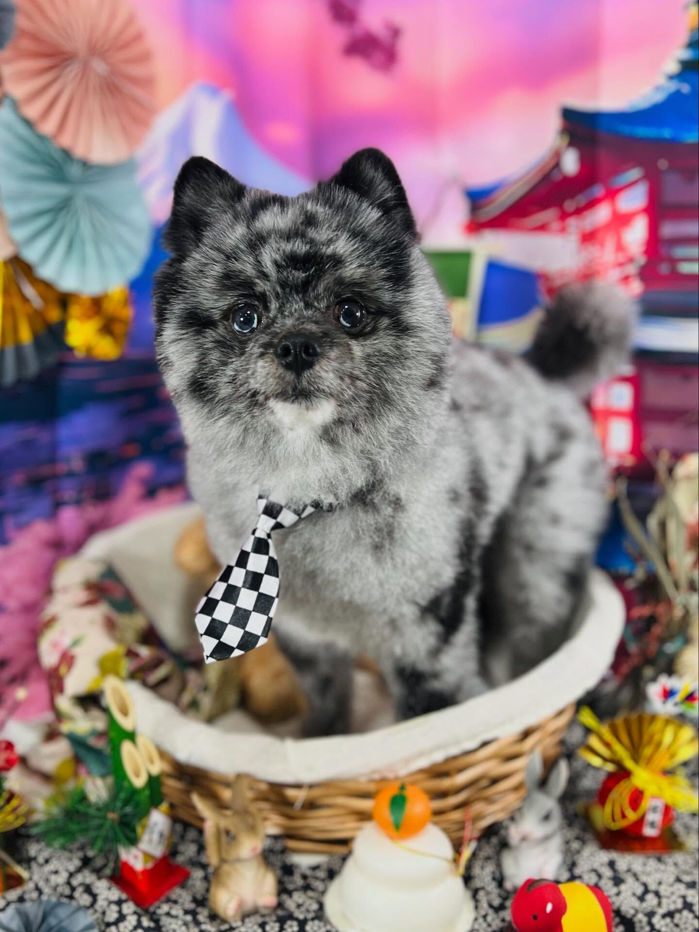 ご来店いただいたタヌプくんです🐶✨
