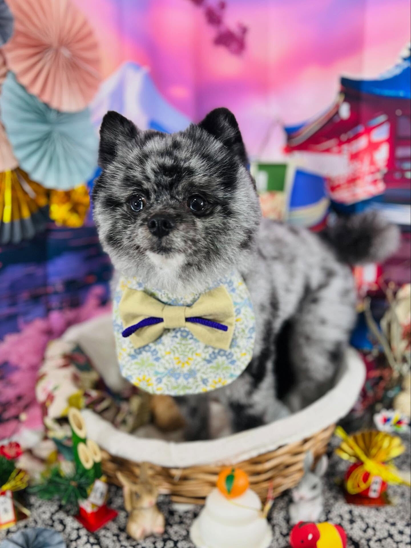 ご来店いただいたタヌプくんです🐶✨