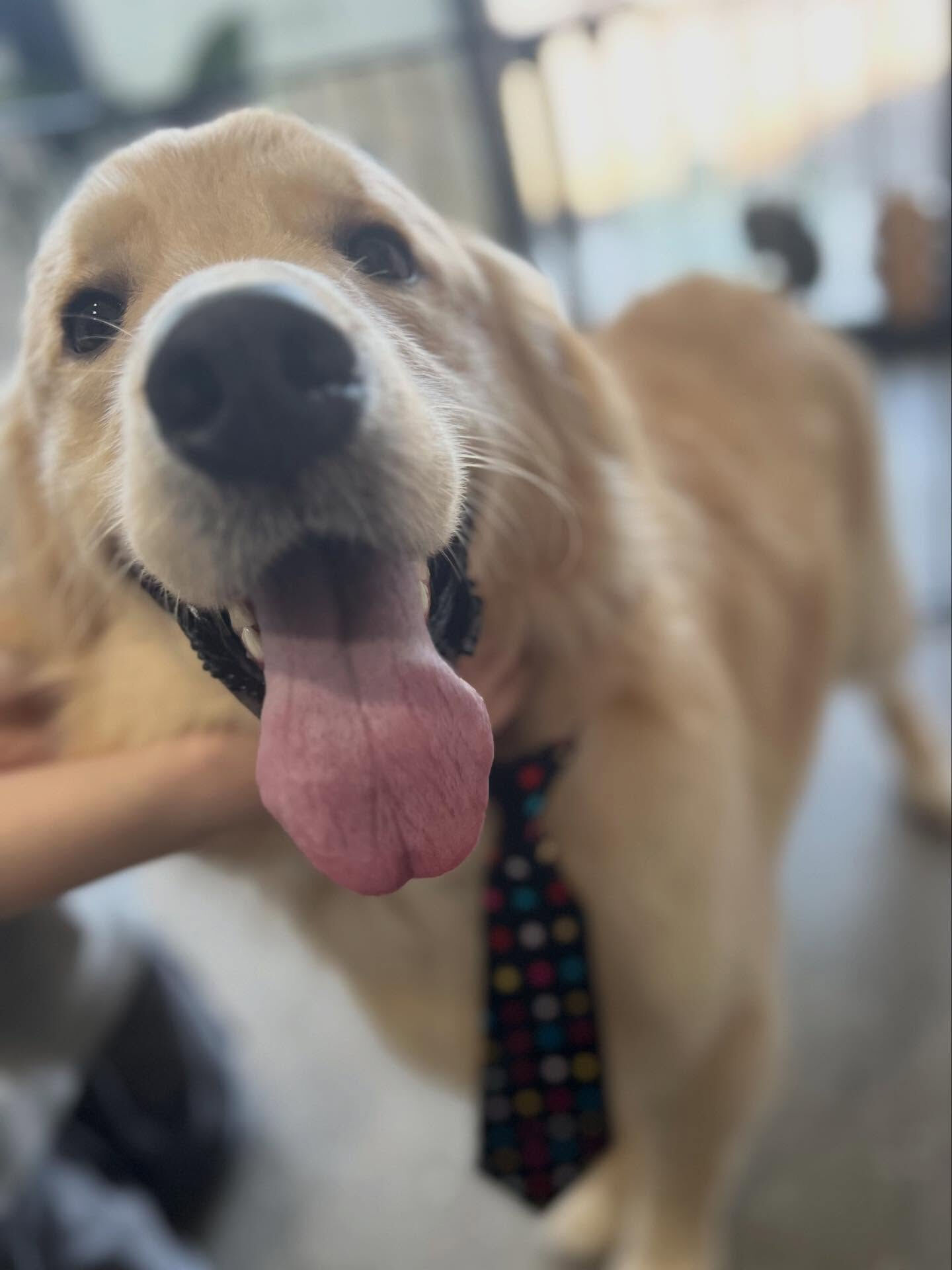ご来店いただいたパン太くんです🐶✨