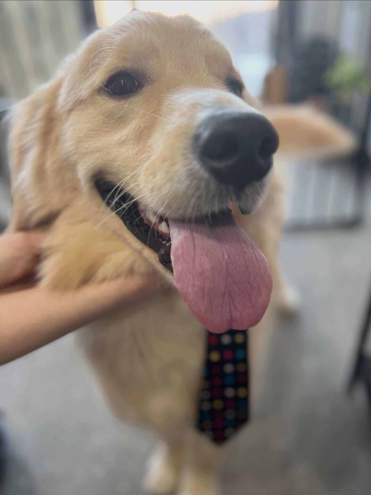 ご来店いただいたパン太くんです🐶✨
