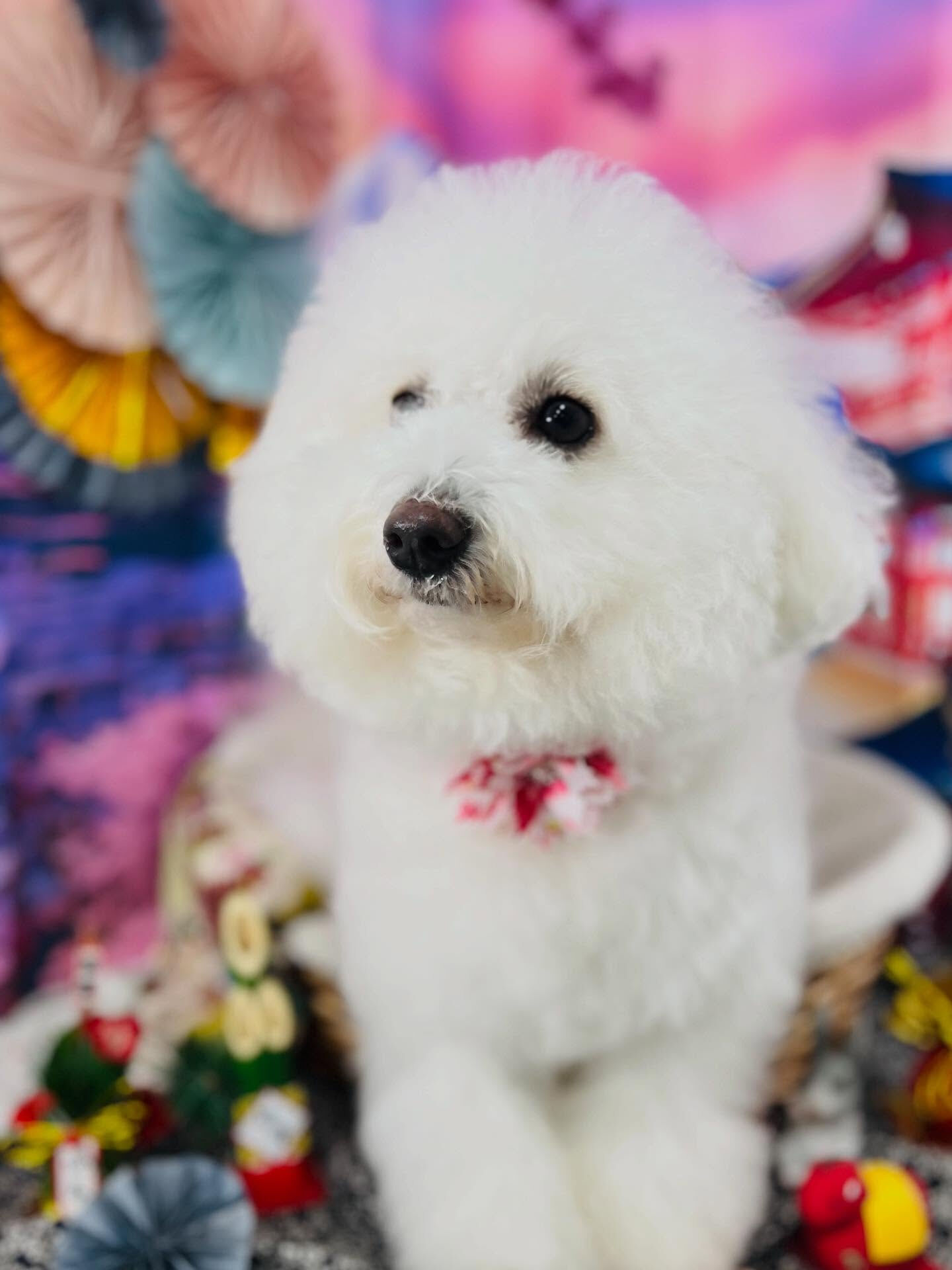ご来店いただいたあむちゃんです🐶✨