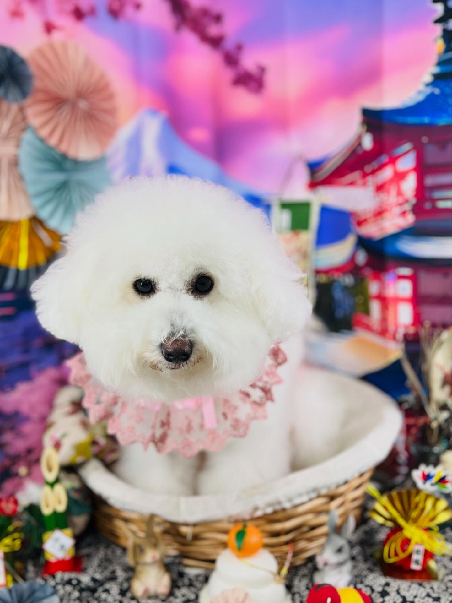 ご来店いただいたあむちゃんです🐶✨