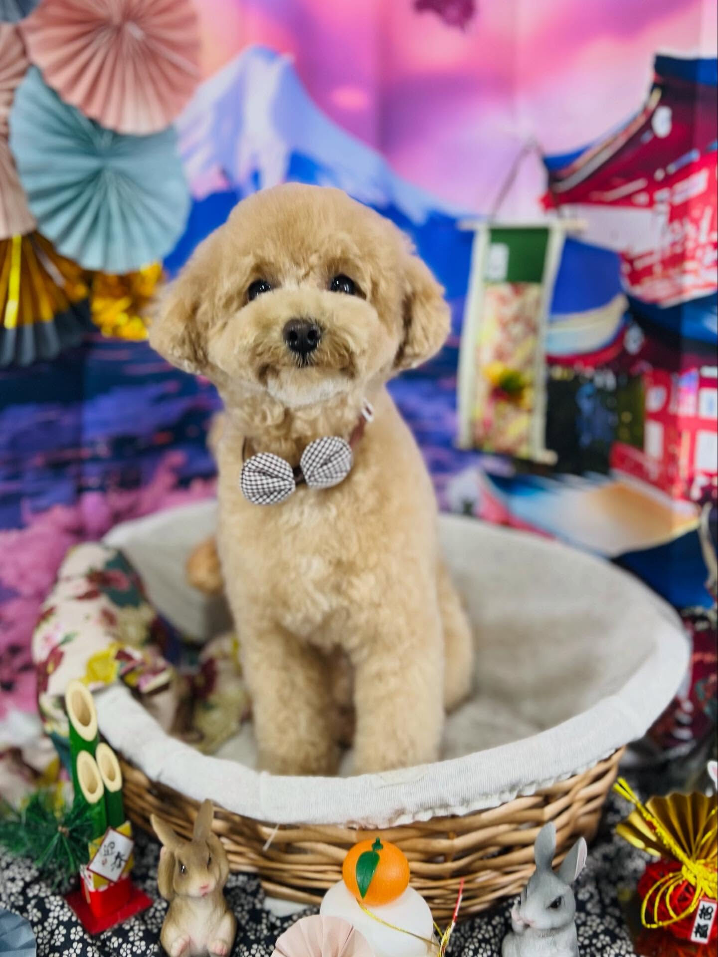 ご来店いただいたハニくんです🐶✨