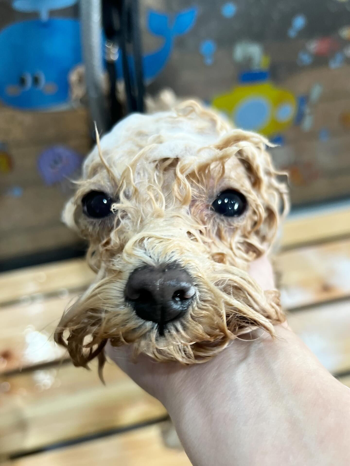 ご来店いただいたハニくんです🐶✨