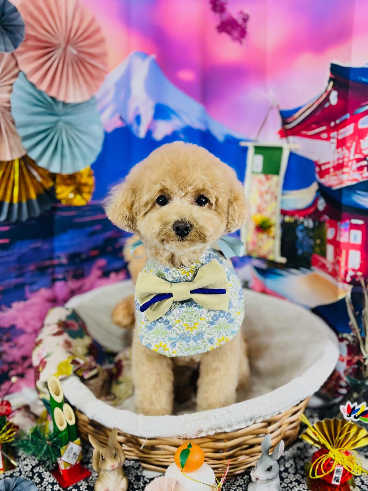 ご来店いただいたハニくんです🐶✨