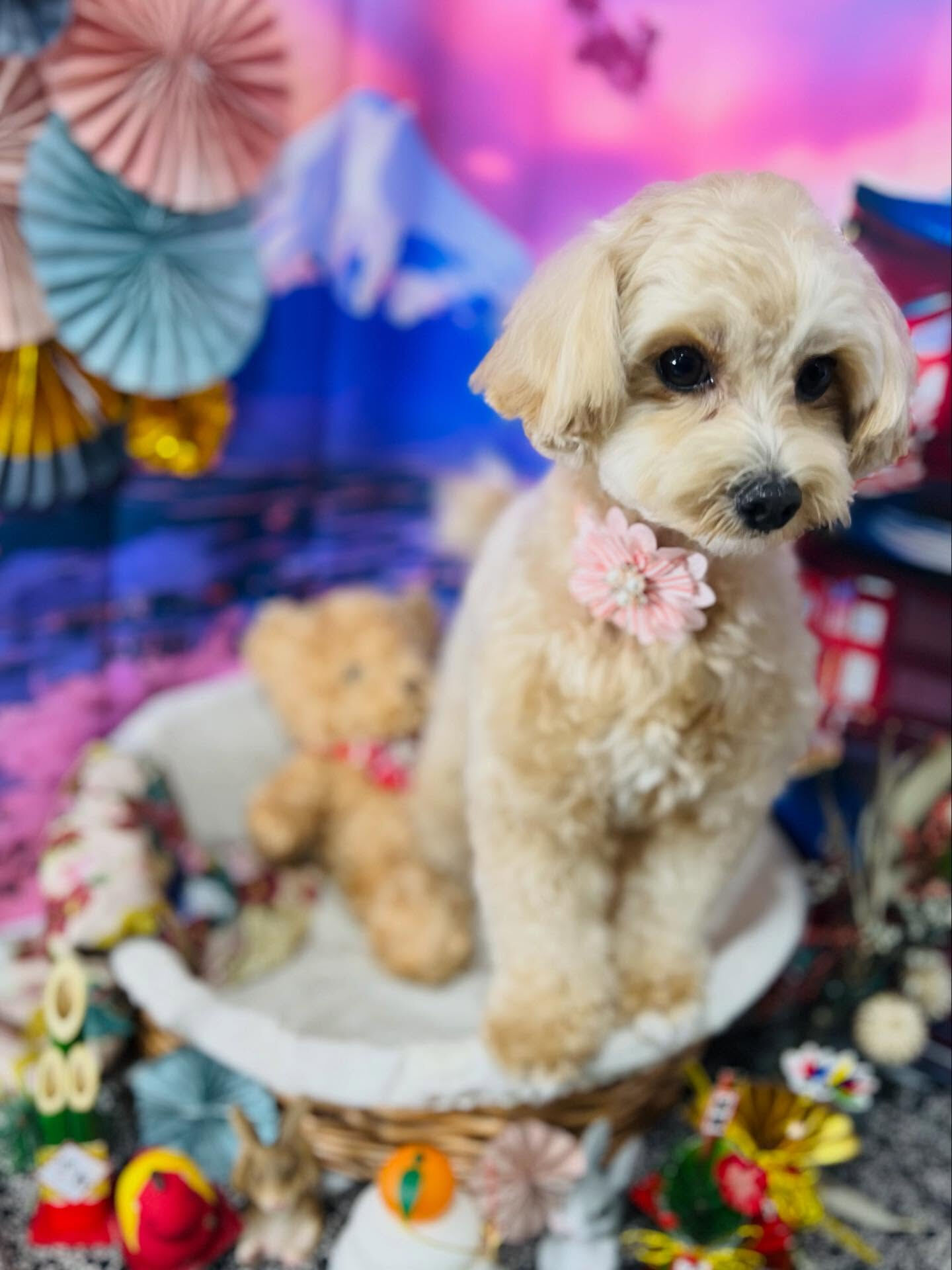 ご来店いただいたノアちゃんです🐶✨