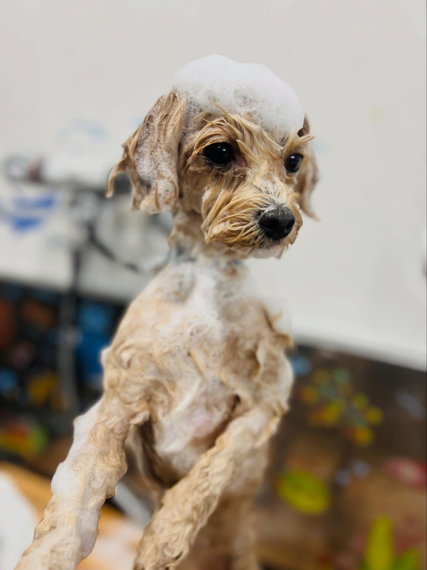 ご来店いただいたノアちゃんです🐶✨