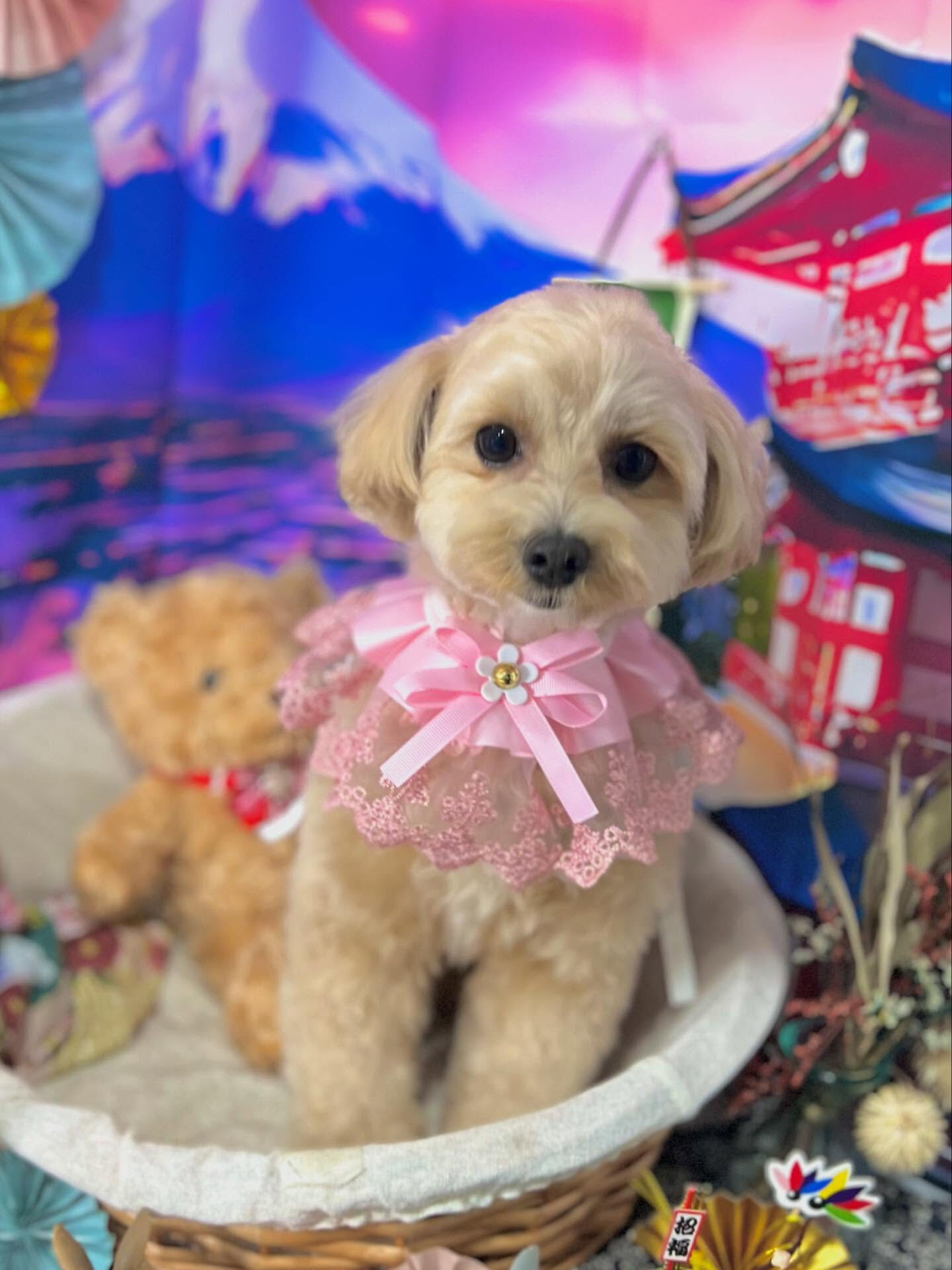 ご来店いただいたノアちゃんです🐶✨