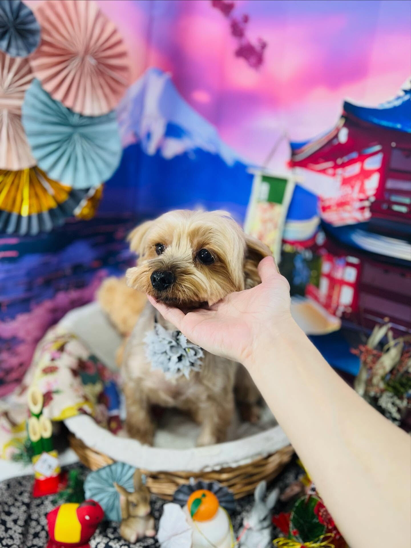 ご来店いただいたクロくんです🐶✨