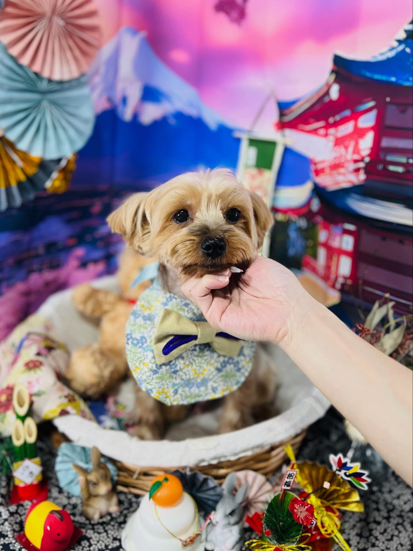 ご来店いただいたクロくんです🐶✨