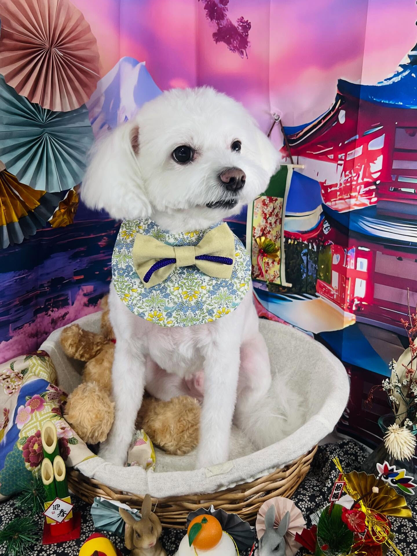 ご来店いただいた、しらすくんです🐶✨