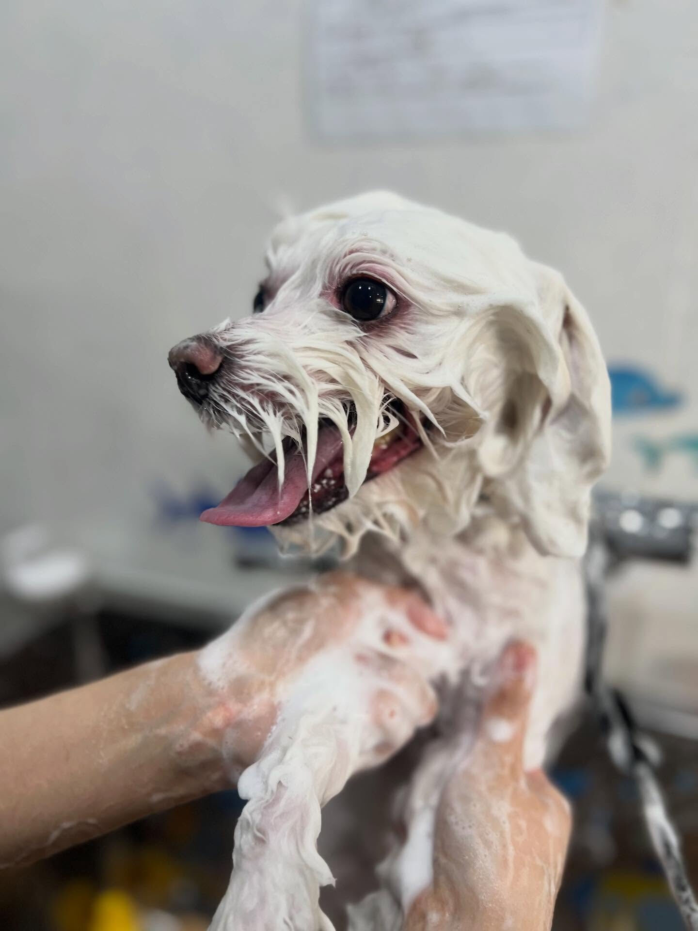 ご来店いただいた、しらすくんです🐶✨
