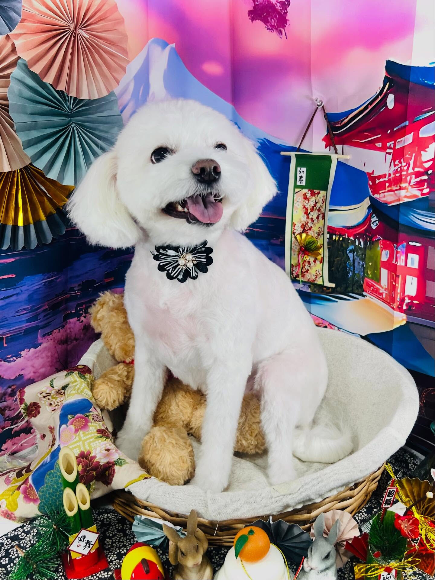 ご来店いただいた、しらすくんです🐶✨