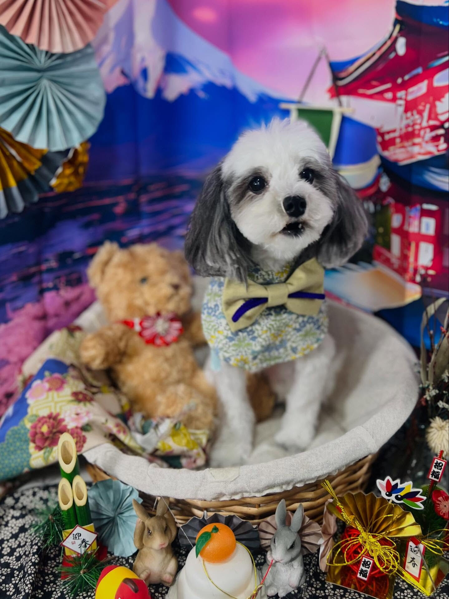 ご来店いただいた、メルくんです🐶✨