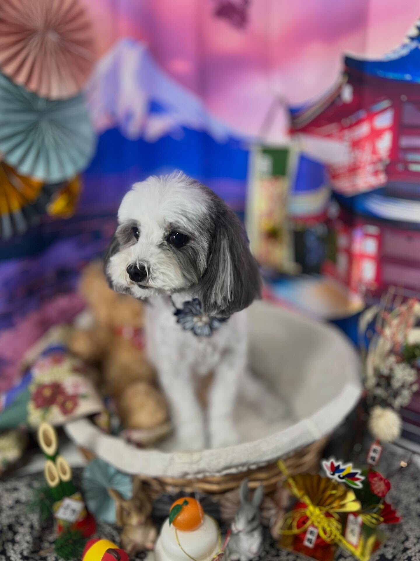 ご来店いただいた、メルくんです🐶✨