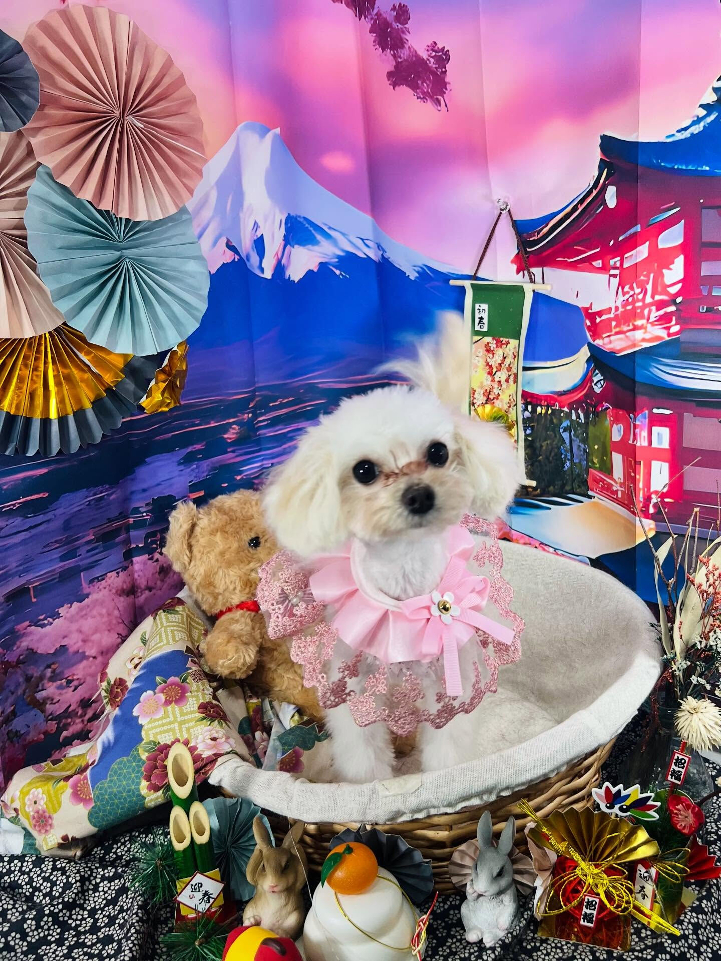 ご来店いただいた、むぎちゃんです🐶✨