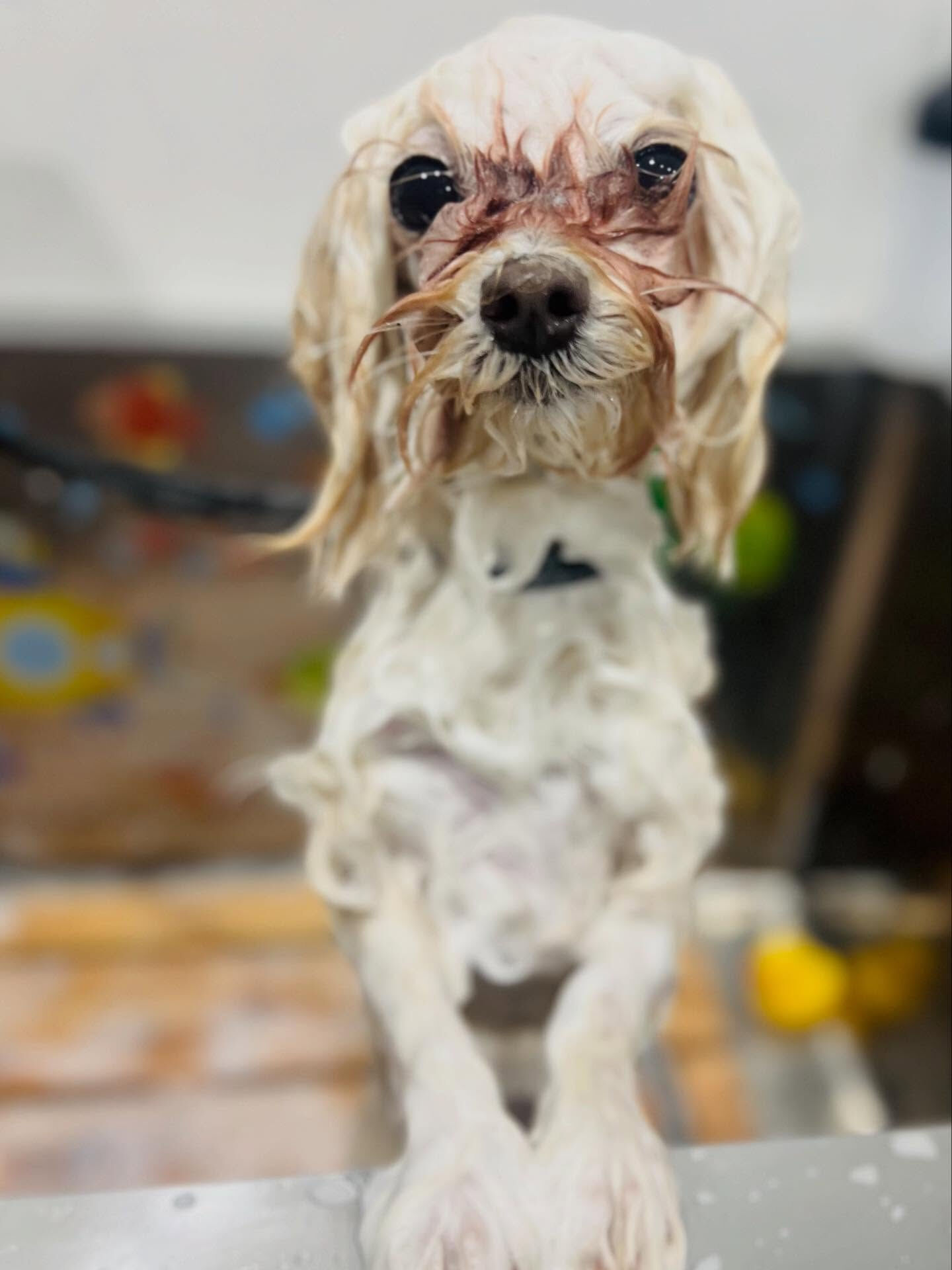 ご来店いただいた、むぎちゃんです🐶✨