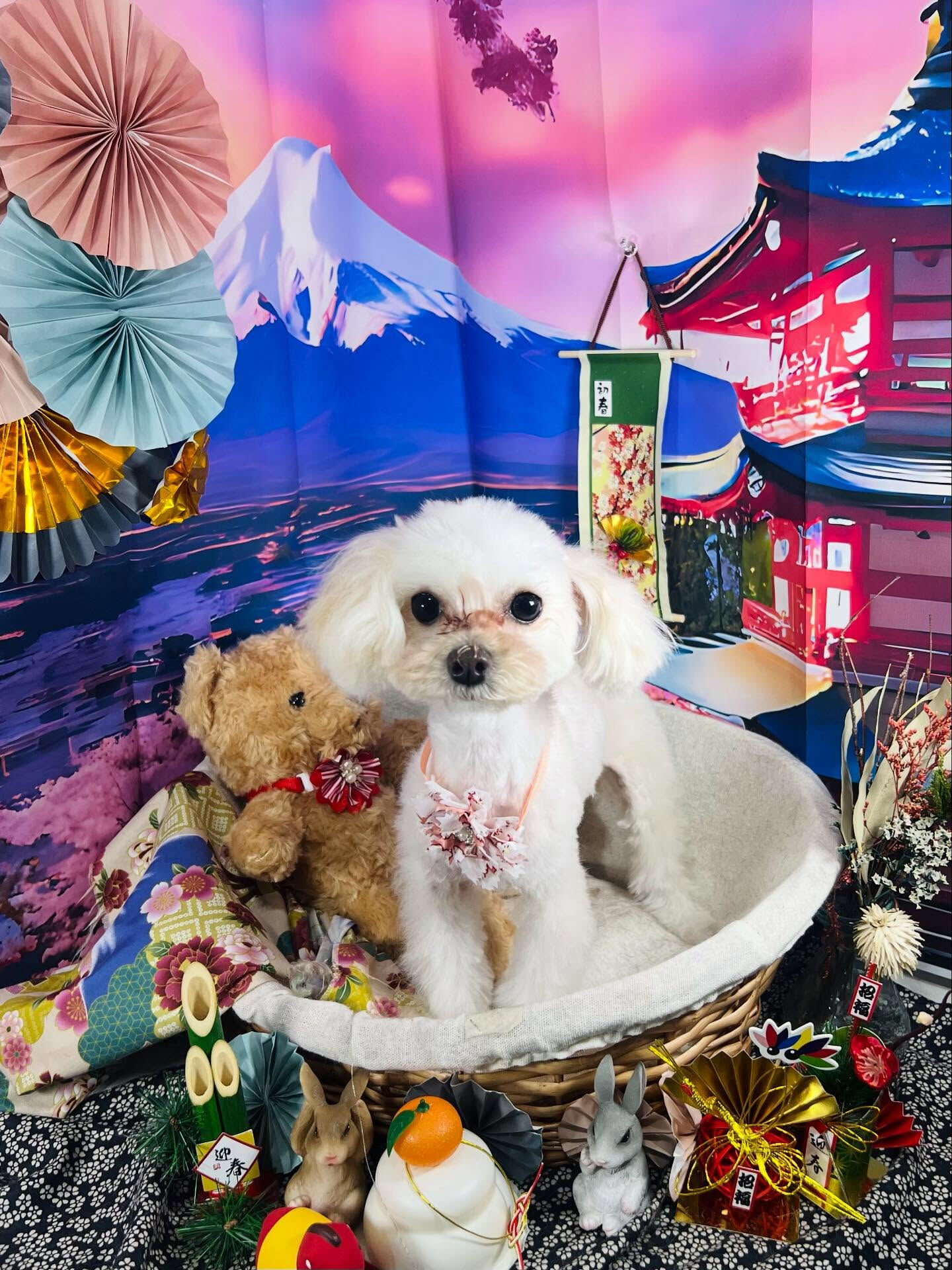 ご来店いただいた、むぎちゃんです🐶✨