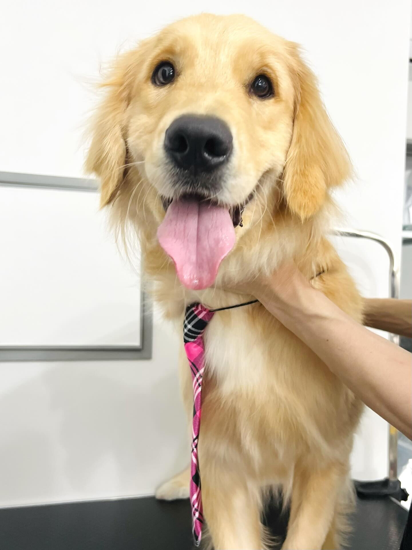 ご来店いただいたはなちゃんです🐶✨