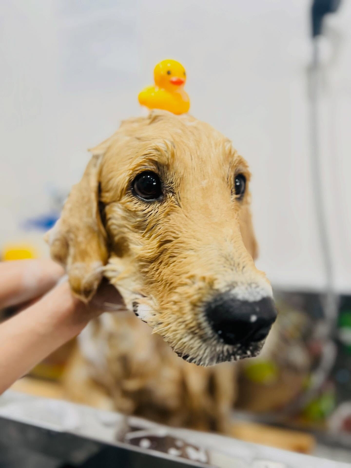ご来店いただいたはなちゃんです🐶✨