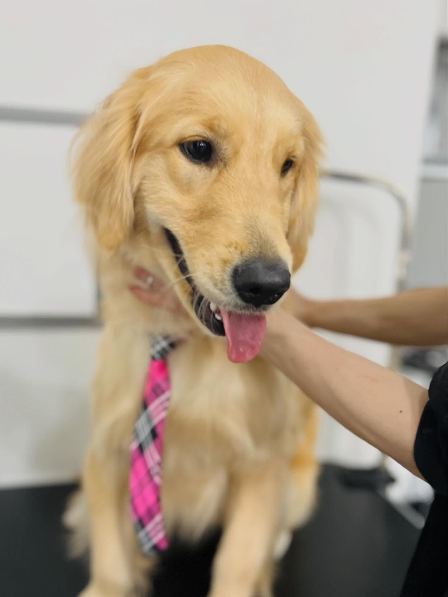 ご来店いただいたはなちゃんです🐶✨