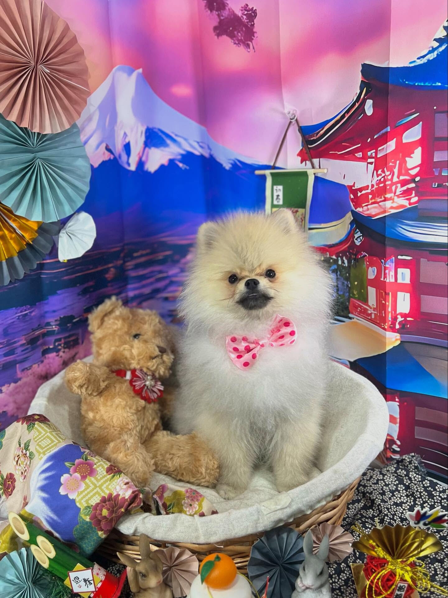 ご来店いただいたぽん太くんです🐶✨
