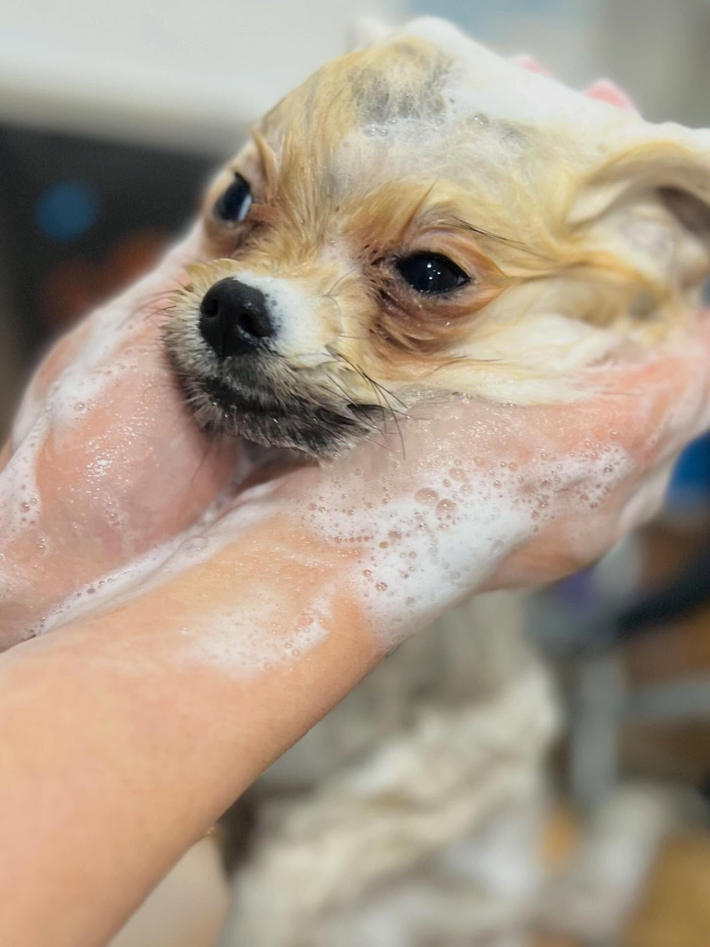 ご来店いただいたぽん太くんです🐶✨