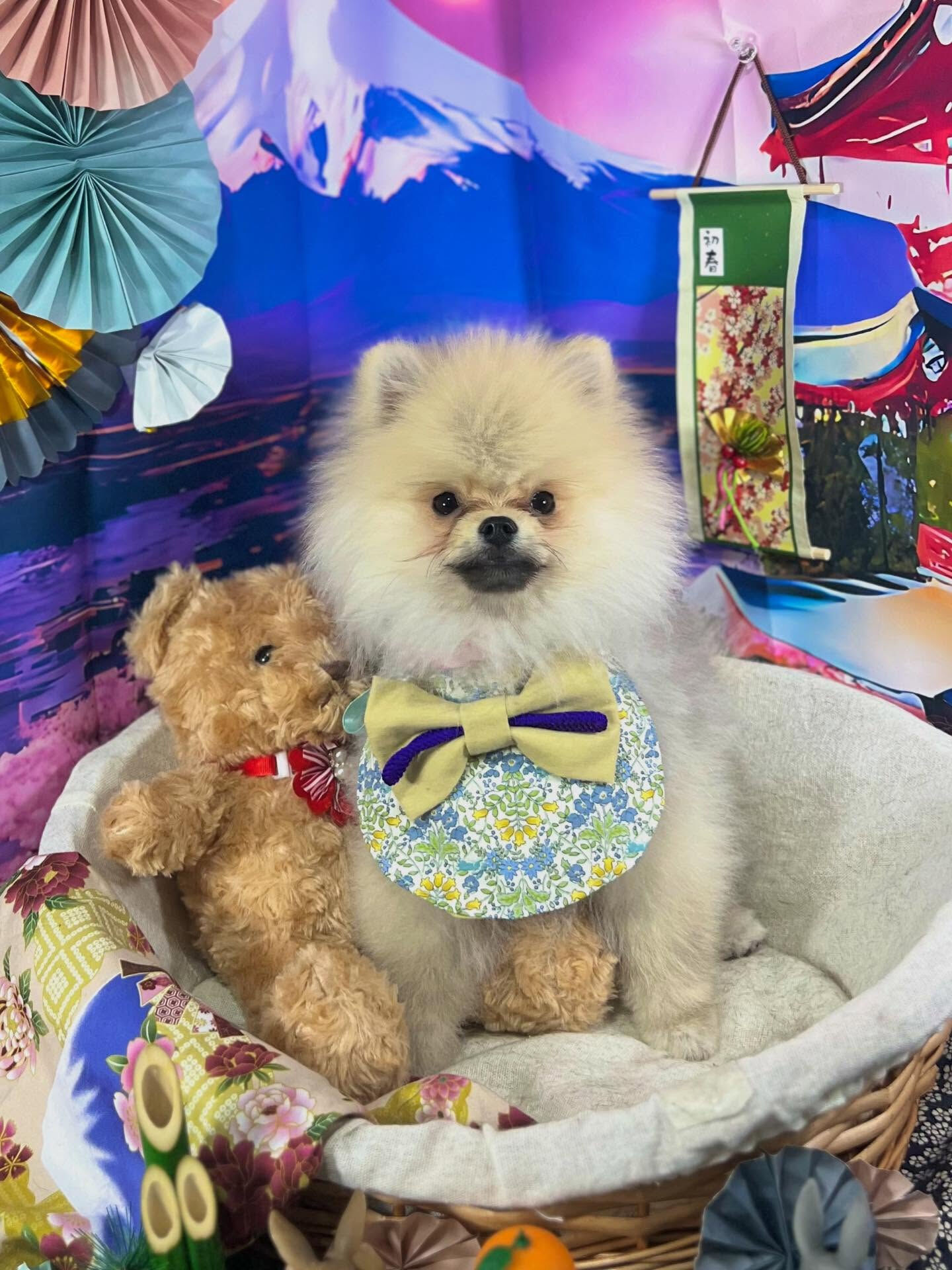 ご来店いただいたぽん太くんです🐶✨