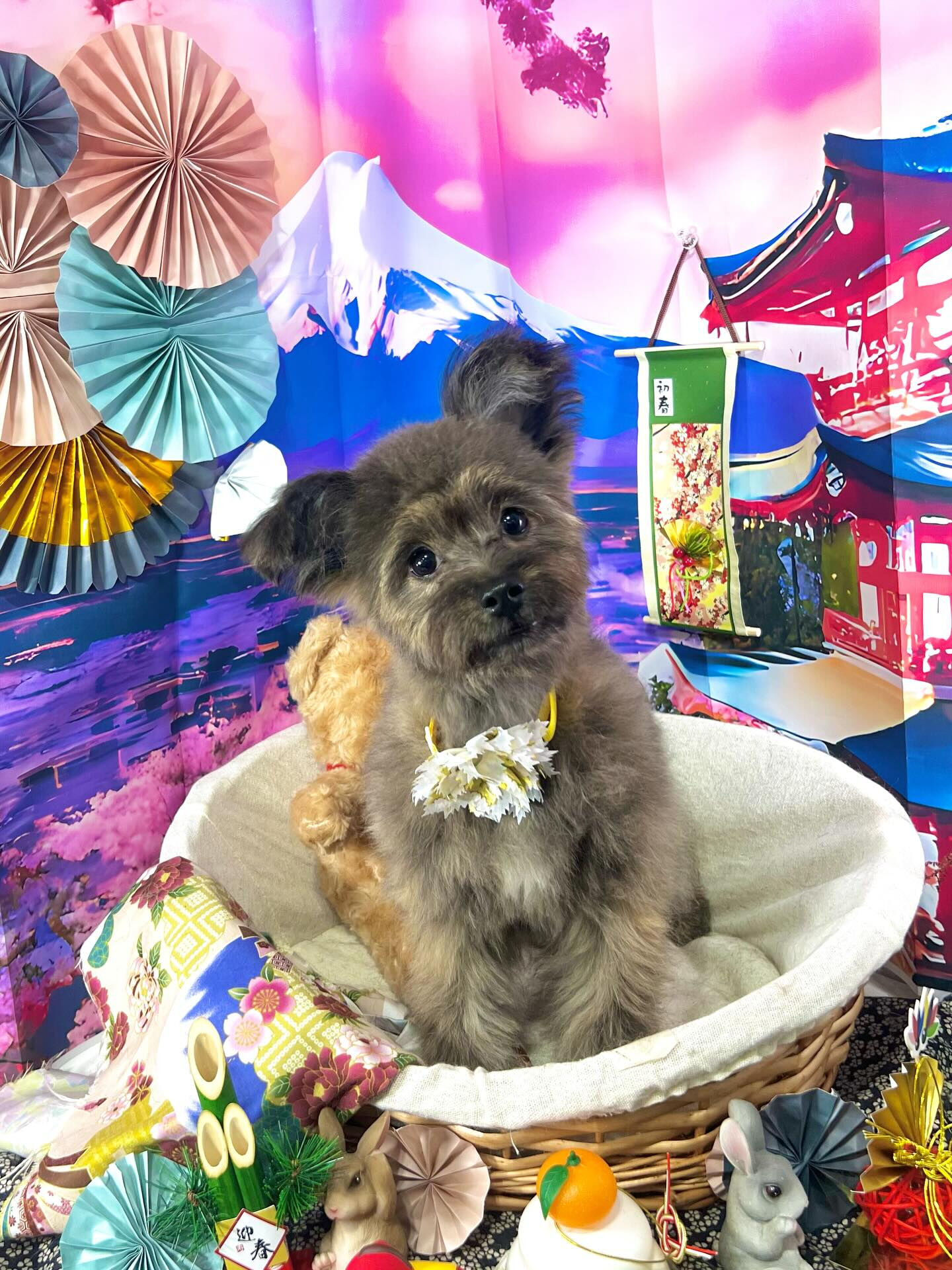 ご来店いただいたビビちゃんです🐶✨