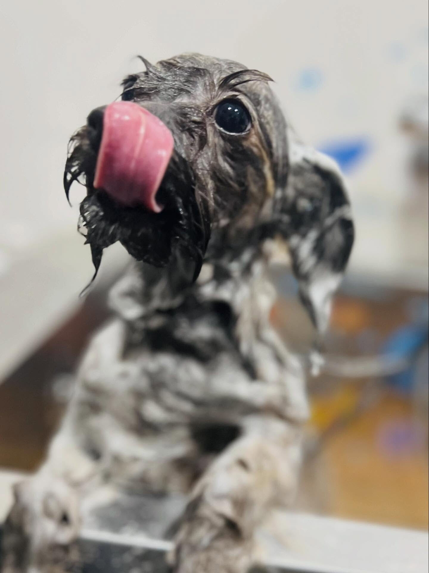 ご来店いただいたビビちゃんです🐶✨