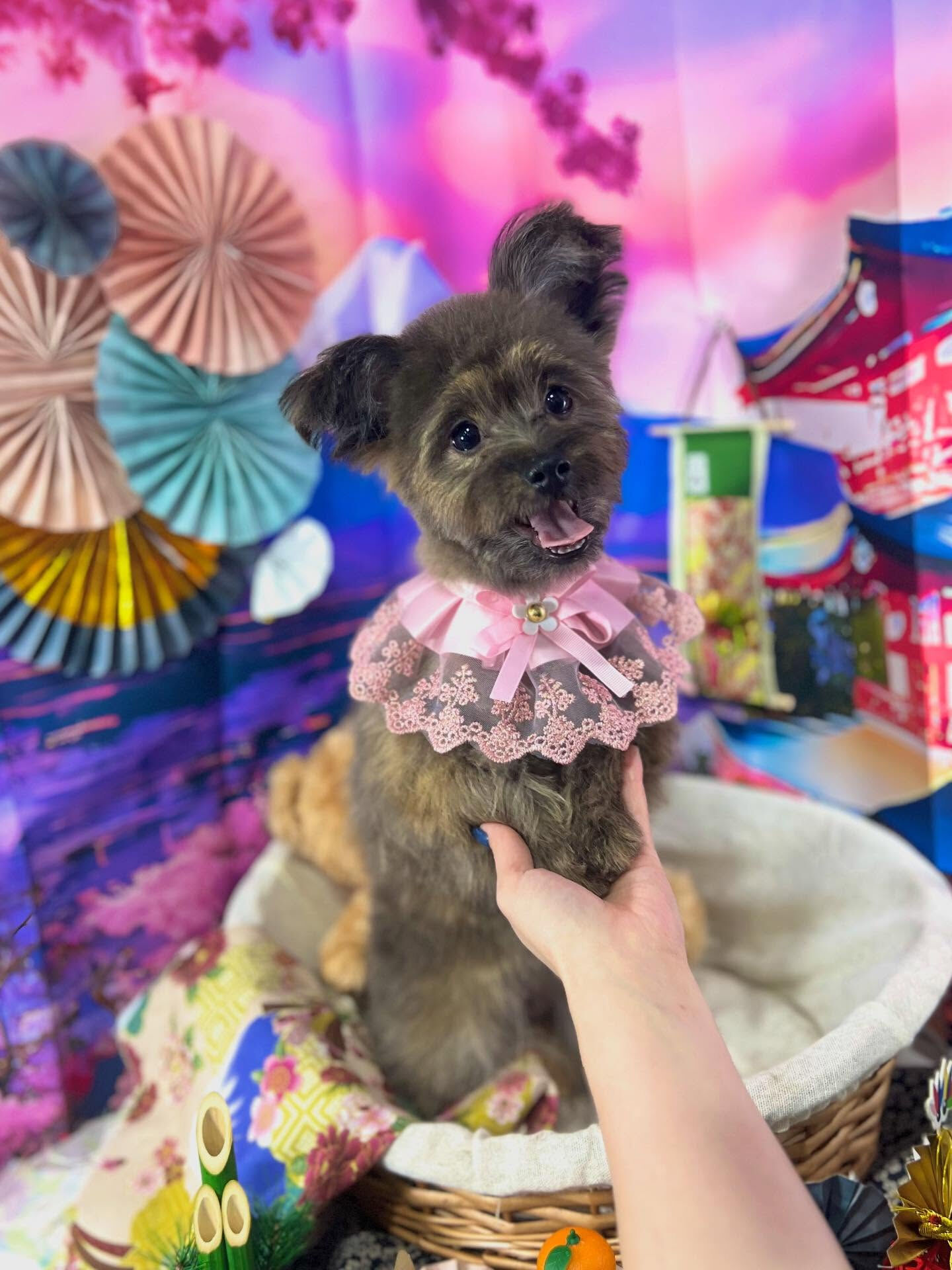 ご来店いただいたビビちゃんです🐶✨