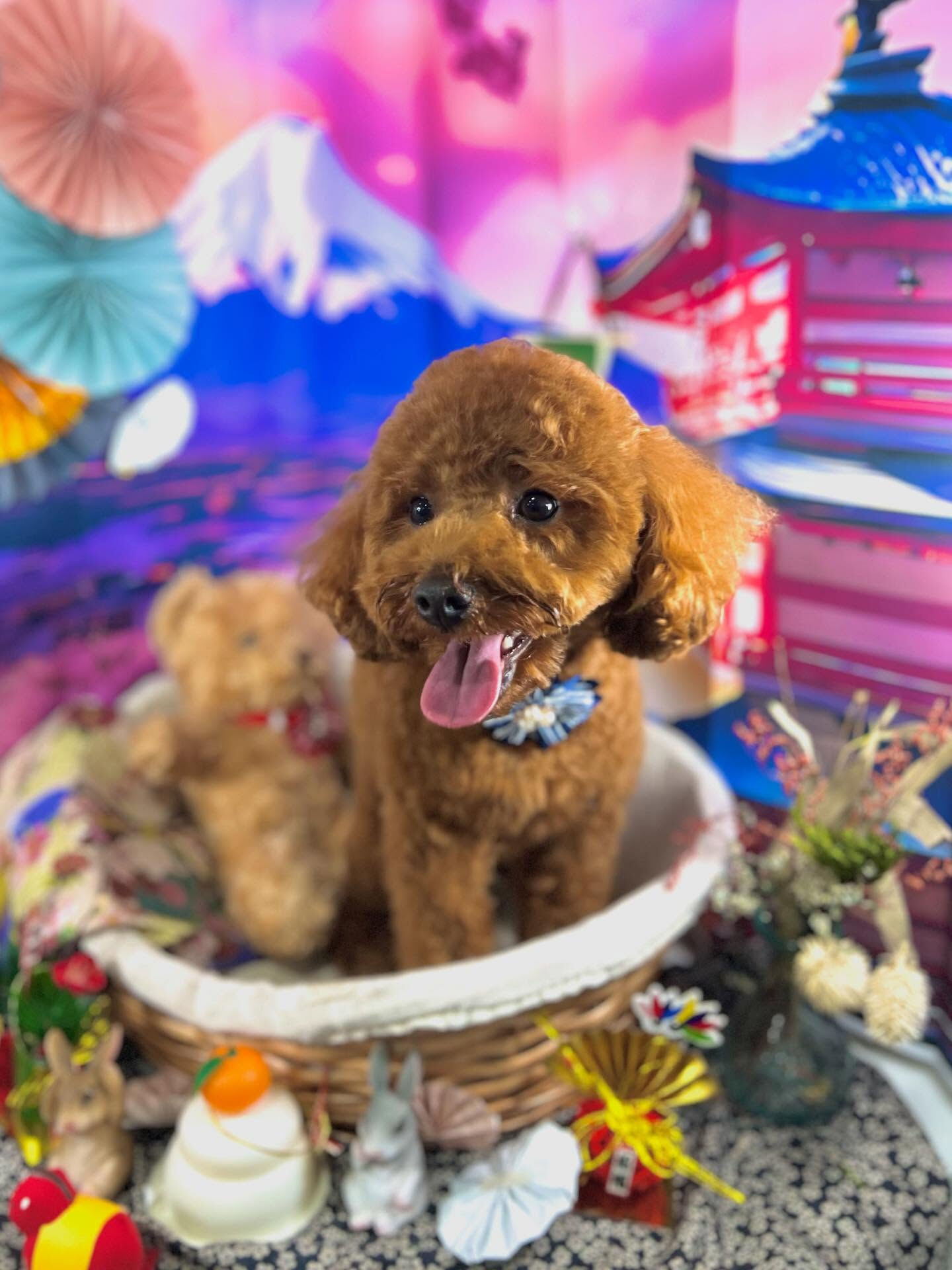 ご来店いただいたラテちゃんです🐶✨