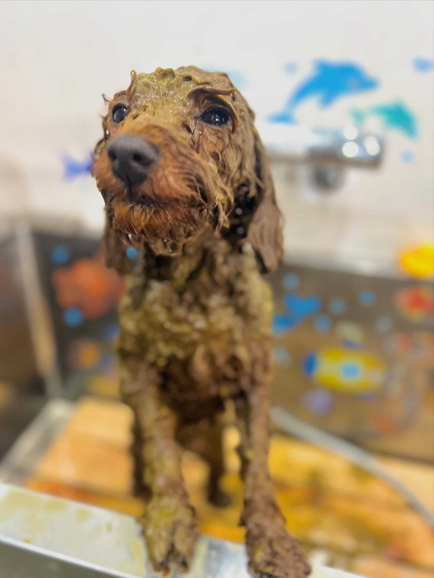 ご来店いただいたラテちゃんです🐶✨
