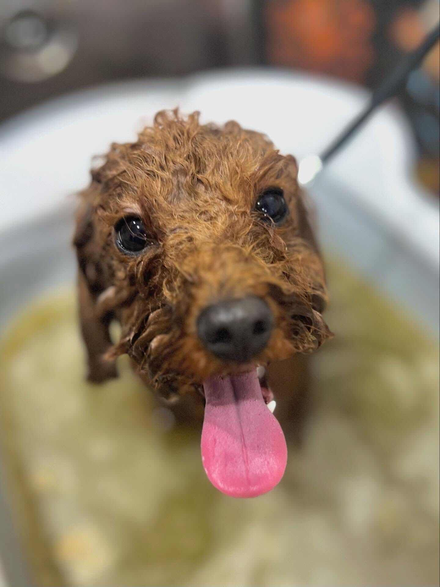 ご来店いただいたラテちゃんです🐶✨