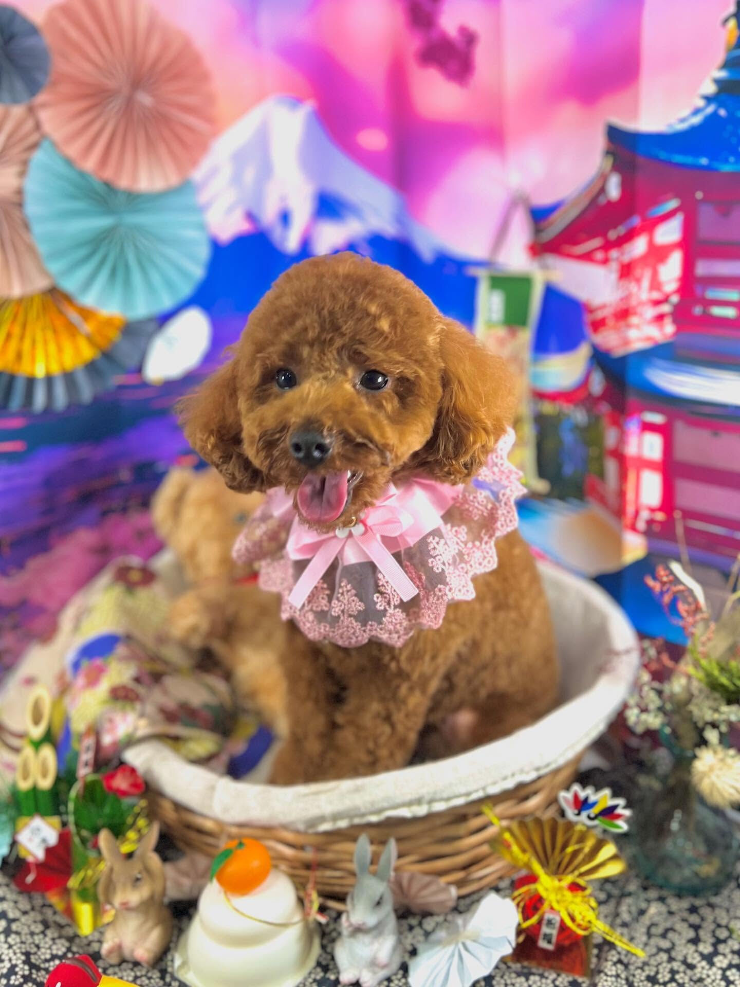 ご来店いただいたラテちゃんです🐶✨