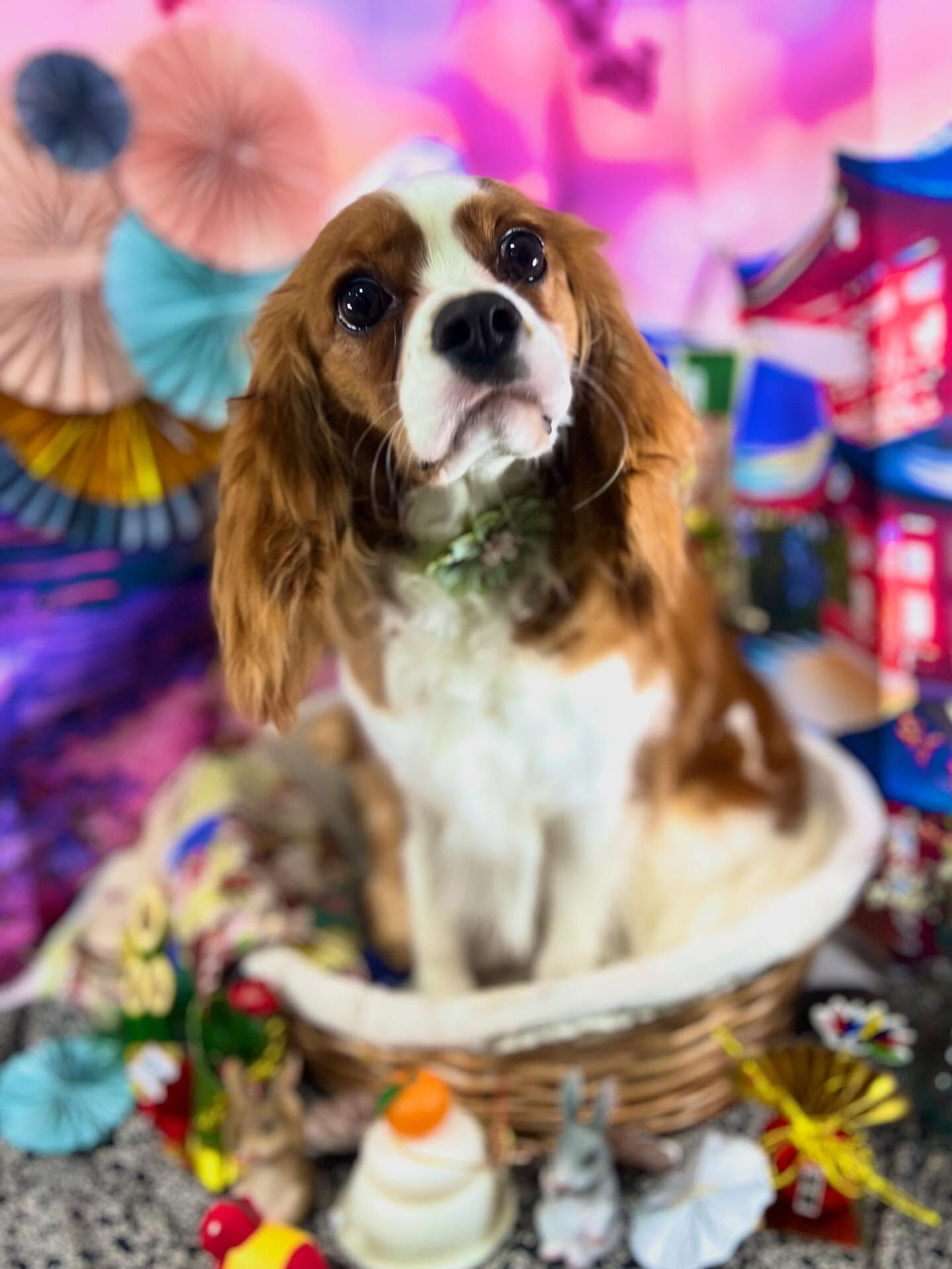 ご来店いただいたリムくんです🐶✨