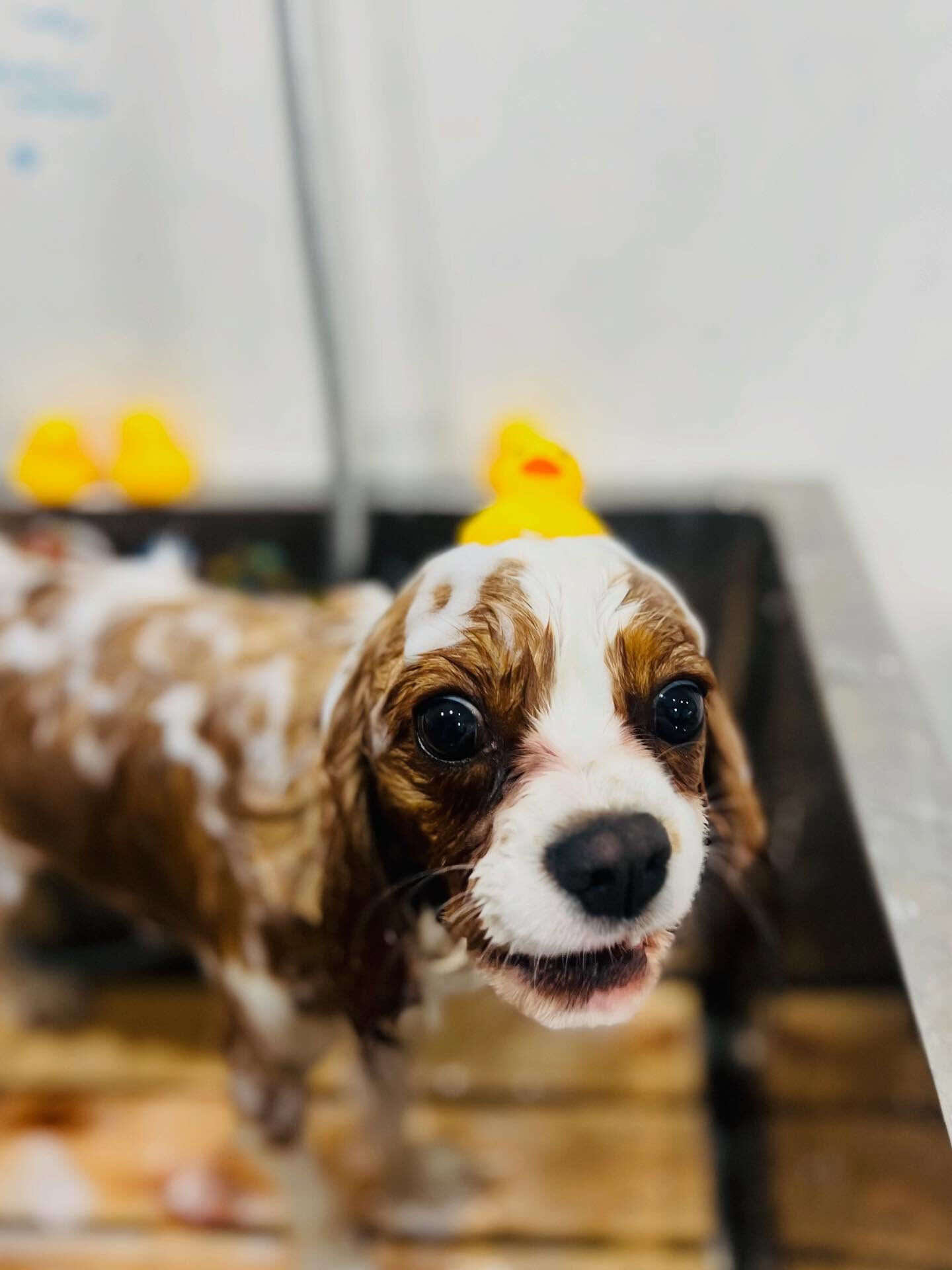 ご来店いただいたリムくんです🐶✨