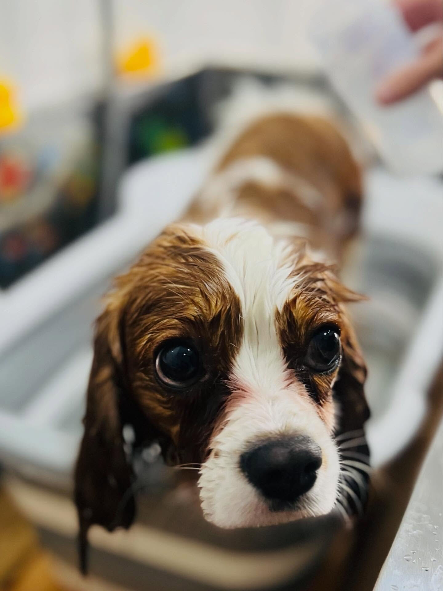ご来店いただいたリムくんです🐶✨