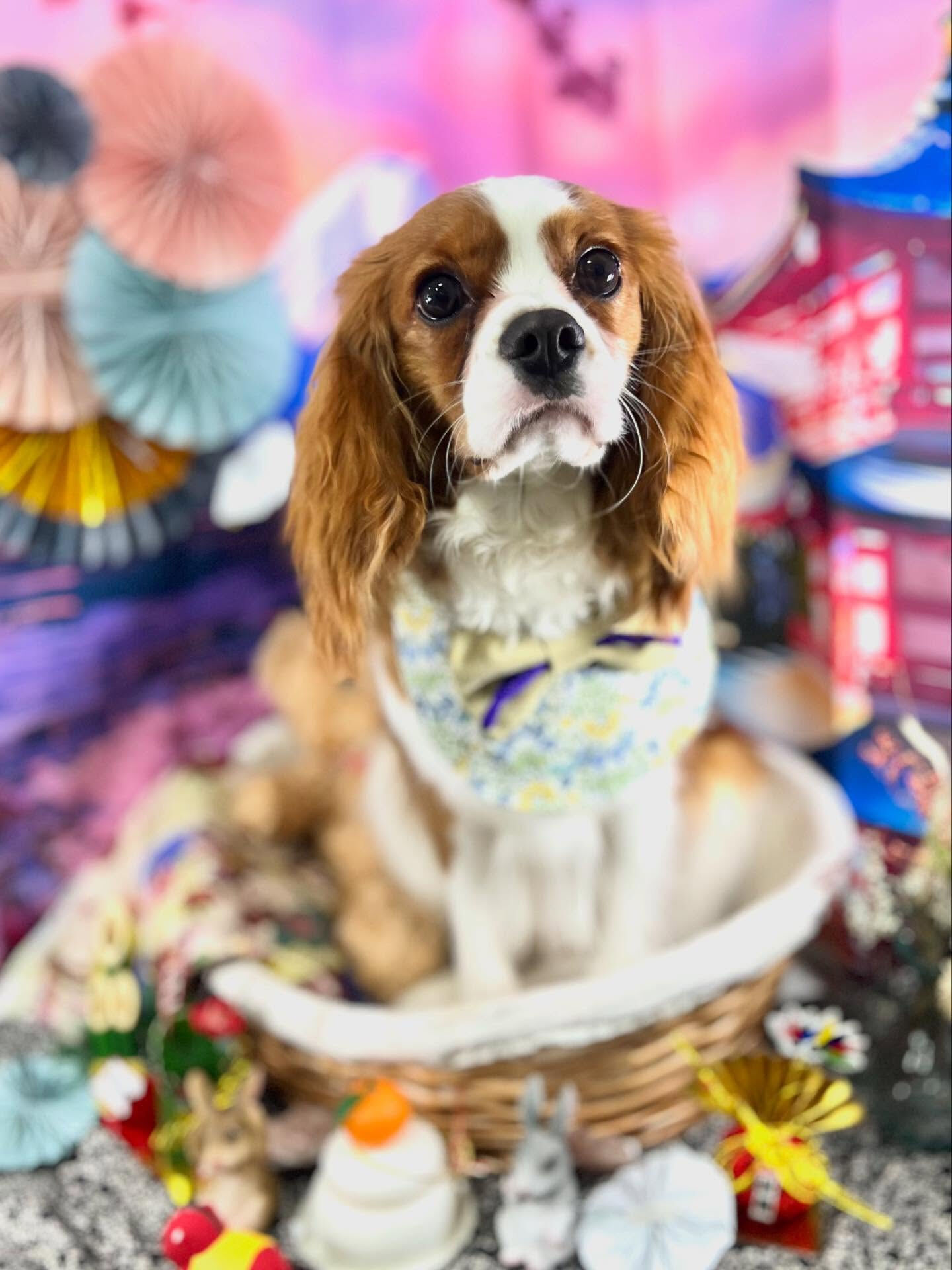 ご来店いただいたリムくんです🐶✨