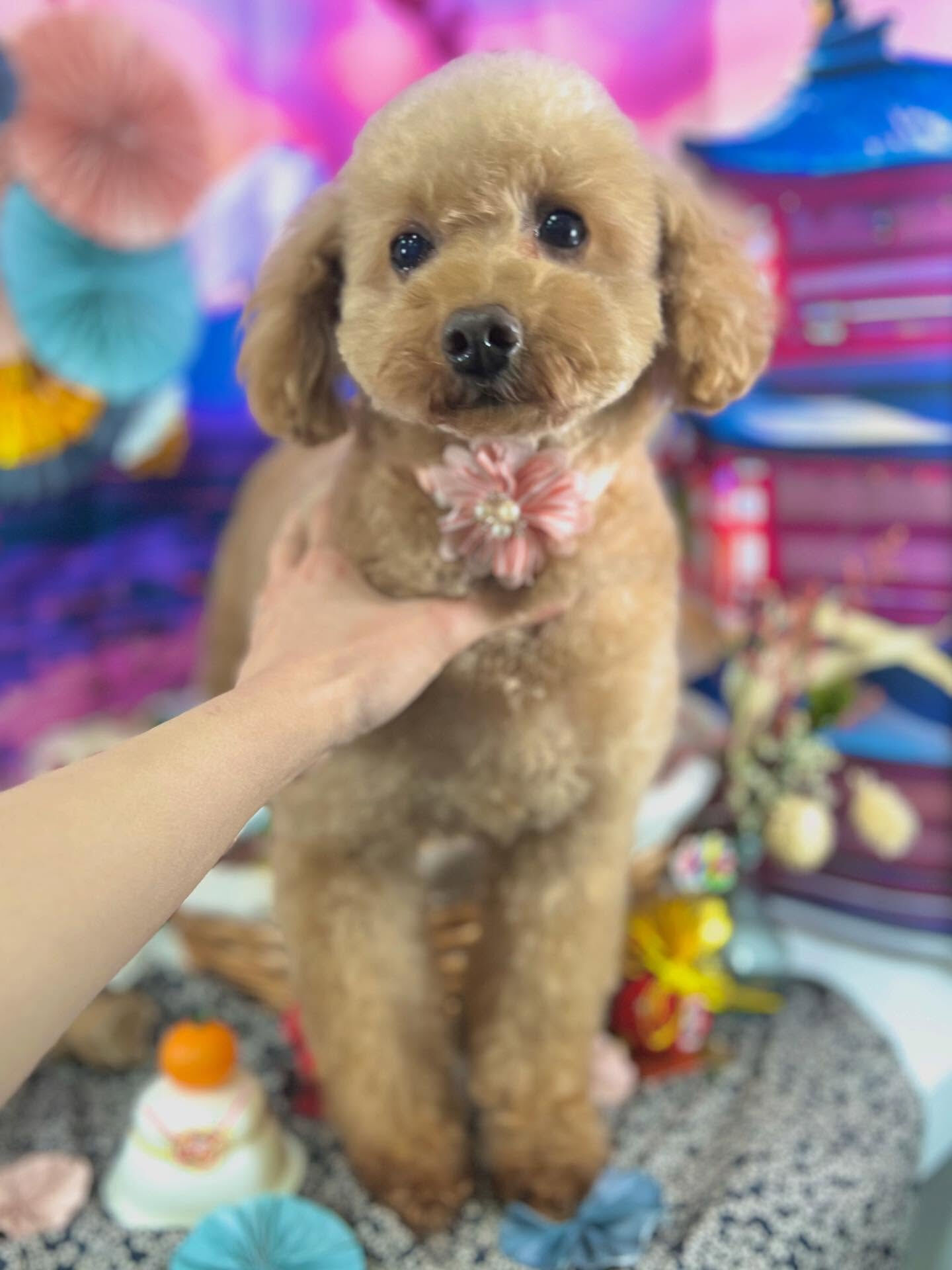 ご来店いただいたりりむちゃんです🐶✨
