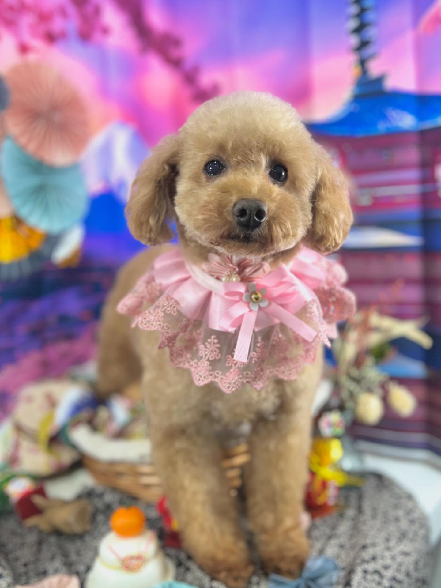 ご来店いただいたりりむちゃんです🐶✨