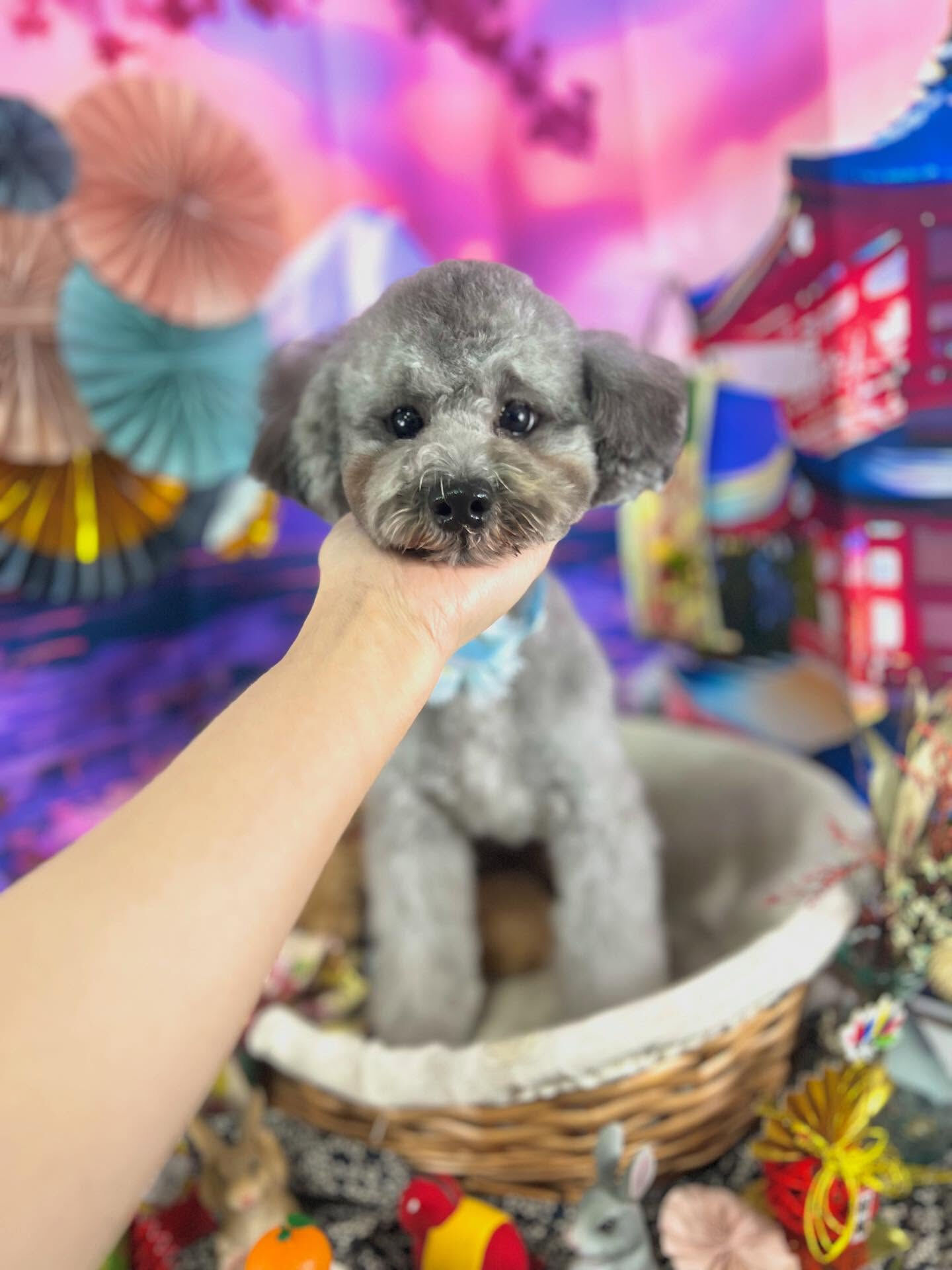 ご来店いただいたくろすけくんです🐶✨