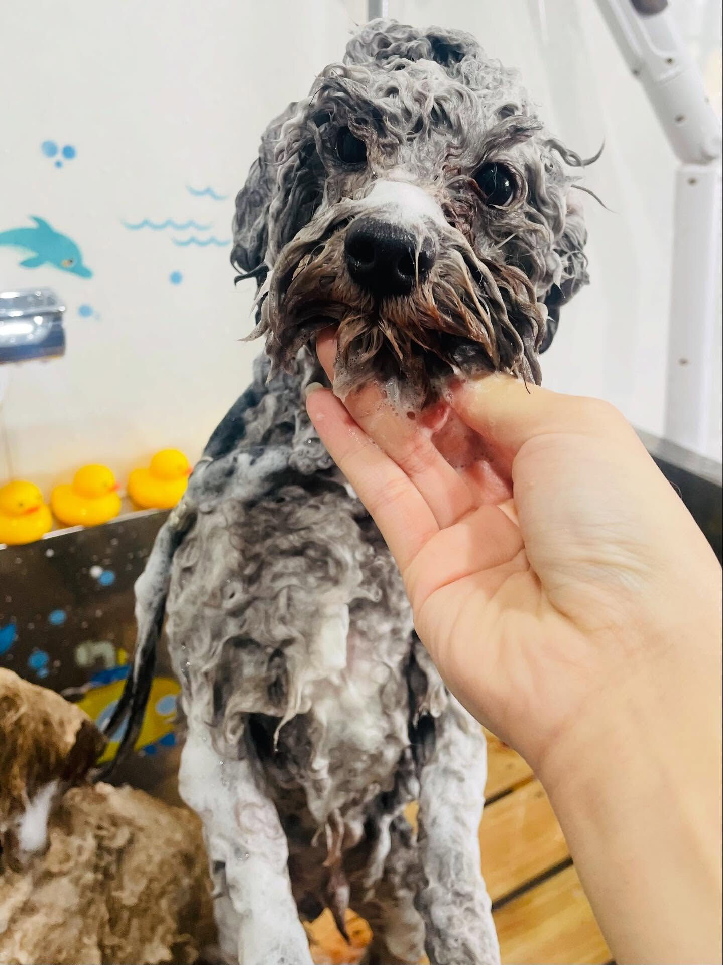 ご来店いただいたくろすけくんです🐶✨
