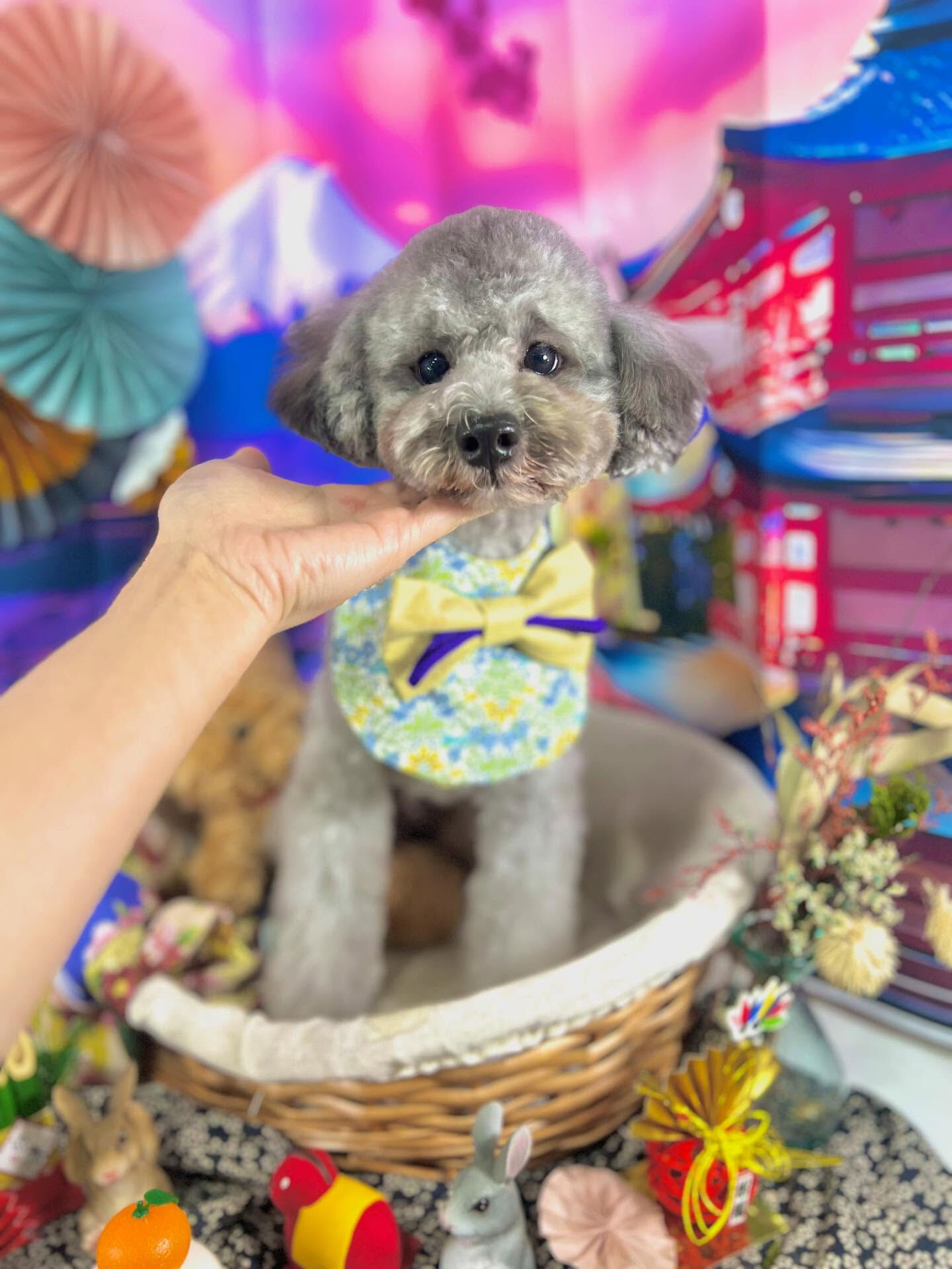 ご来店いただいたくろすけくんです🐶✨