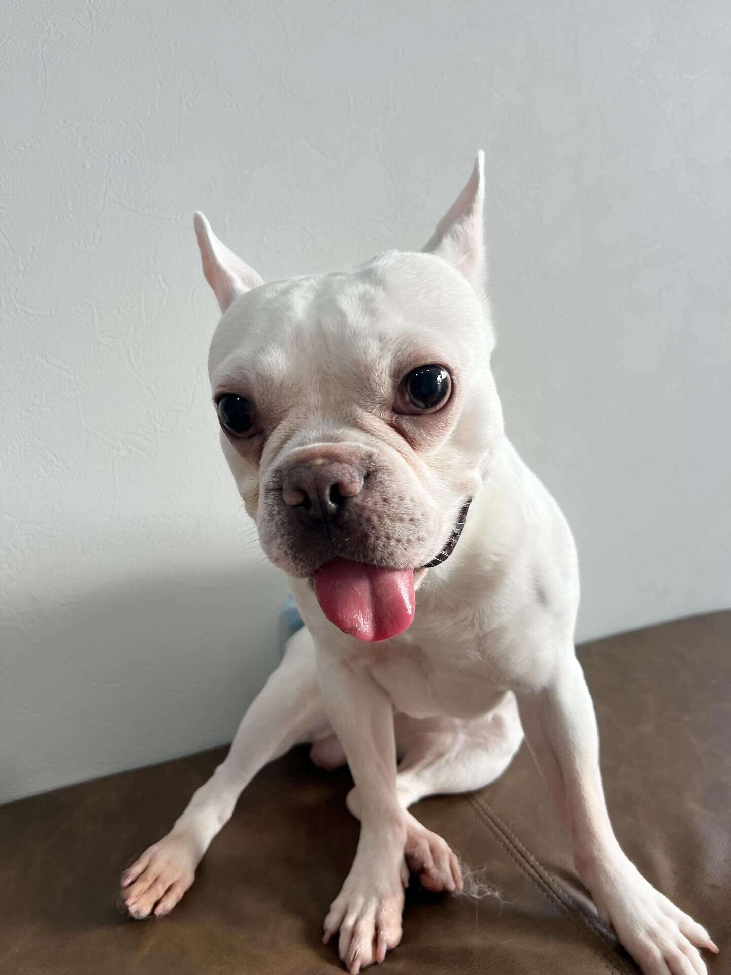 ご来店いただいた文太くんです🐶✨
