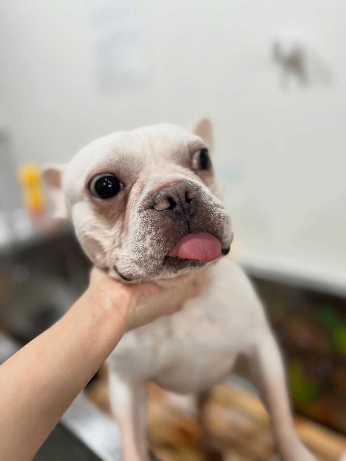 ご来店いただいた文太くんです🐶✨