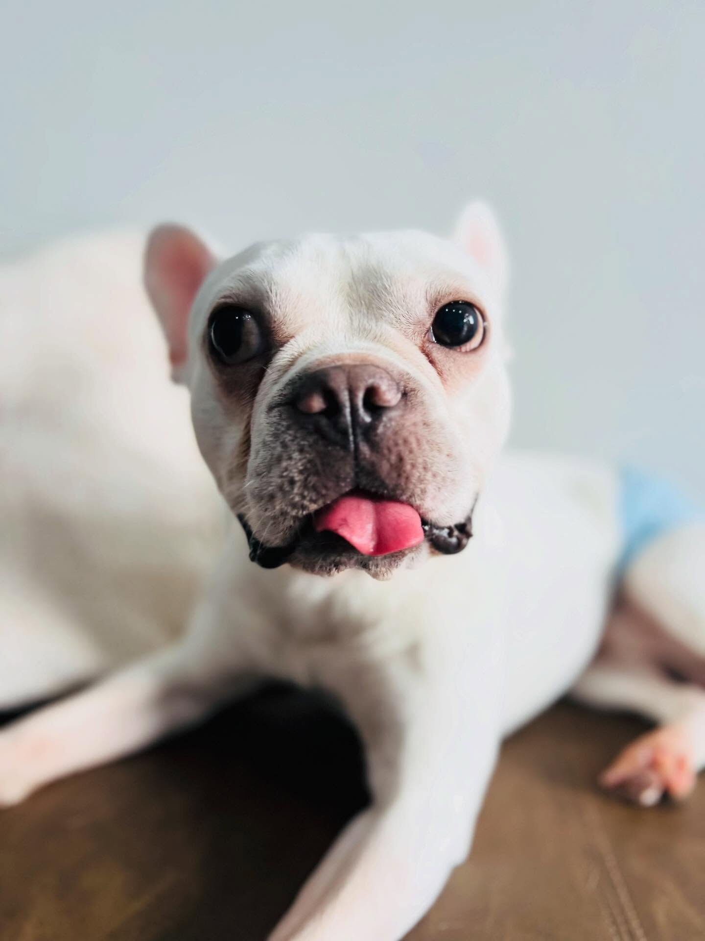 ご来店いただいた文太くんです🐶✨