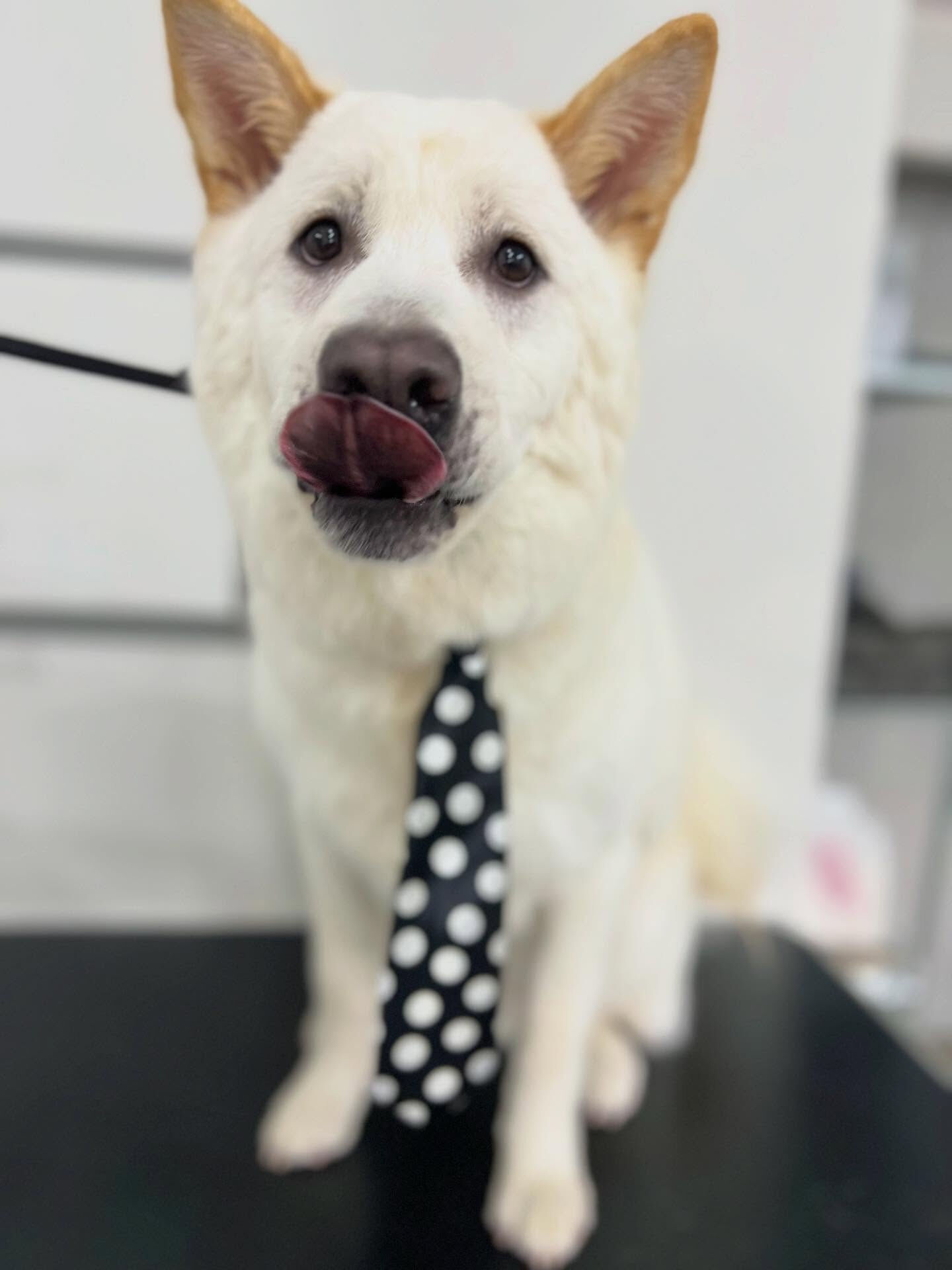 ご来店いただいたしんべいくんです🐶✨